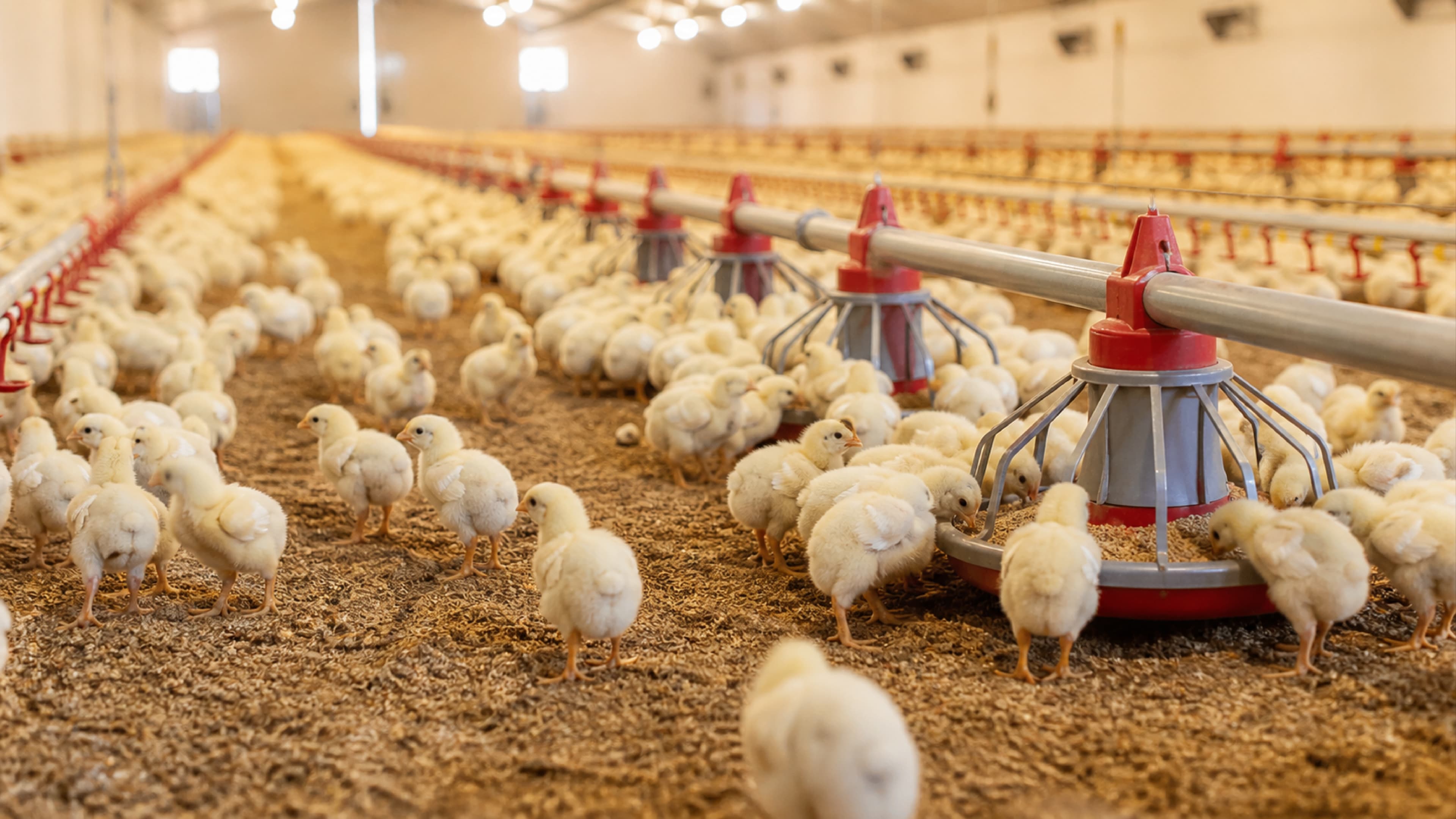 La importancia de la uniformidad en aves