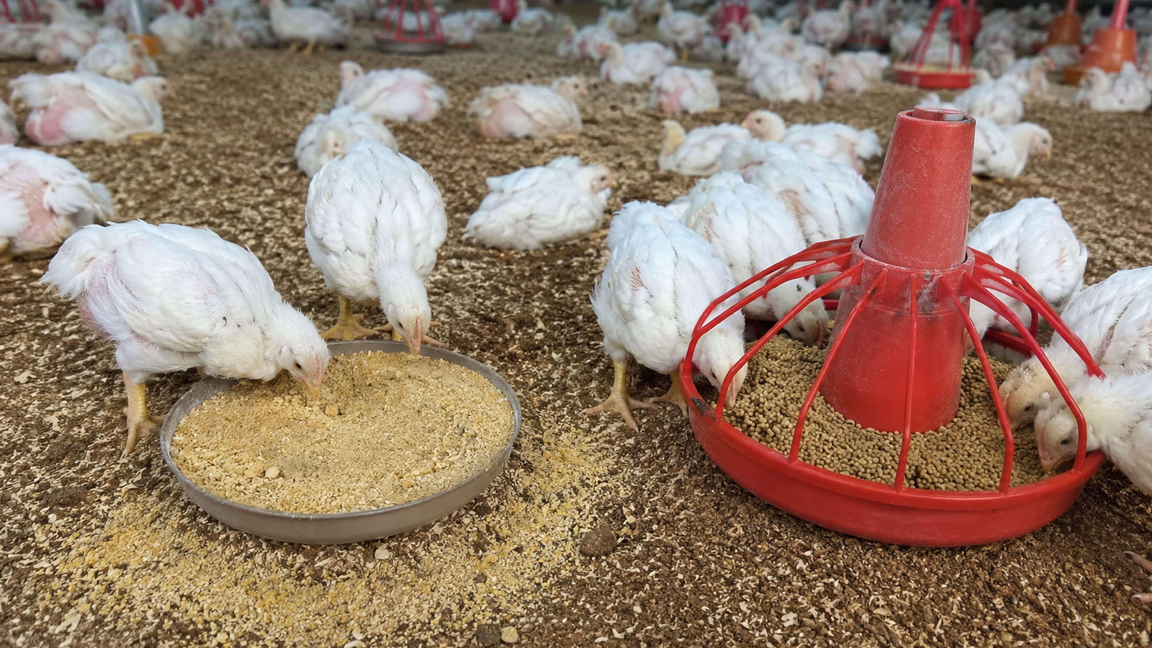 Harina vs Pellet en pollos de engorde