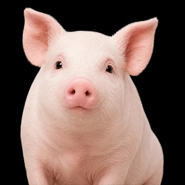 Cerdo