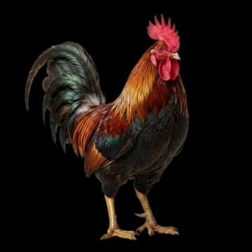 Gallos