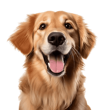 Perro