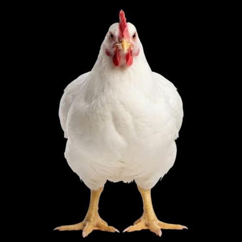 Pollo