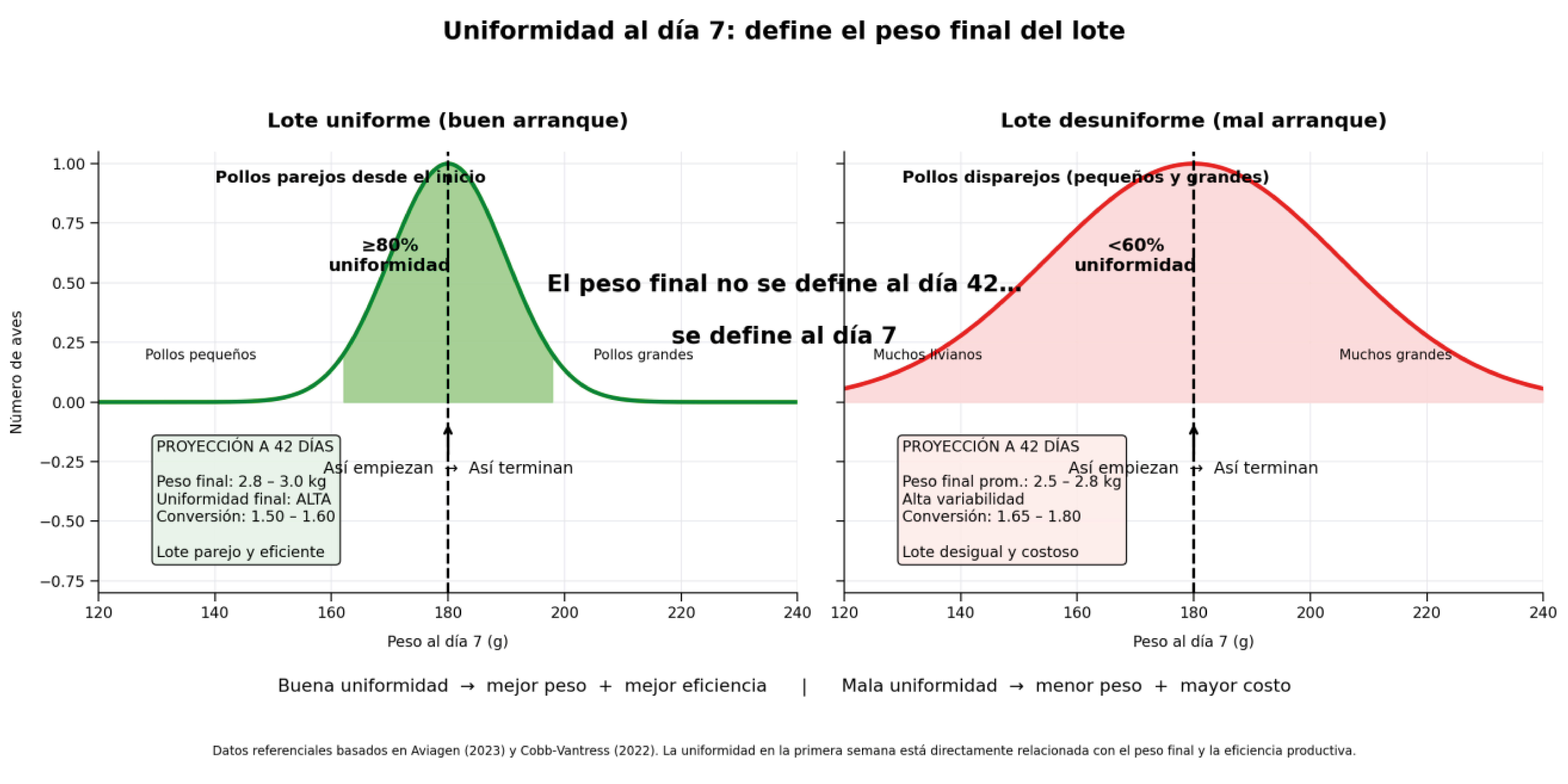 Uniformidad al día 7: define el peso final del
lote