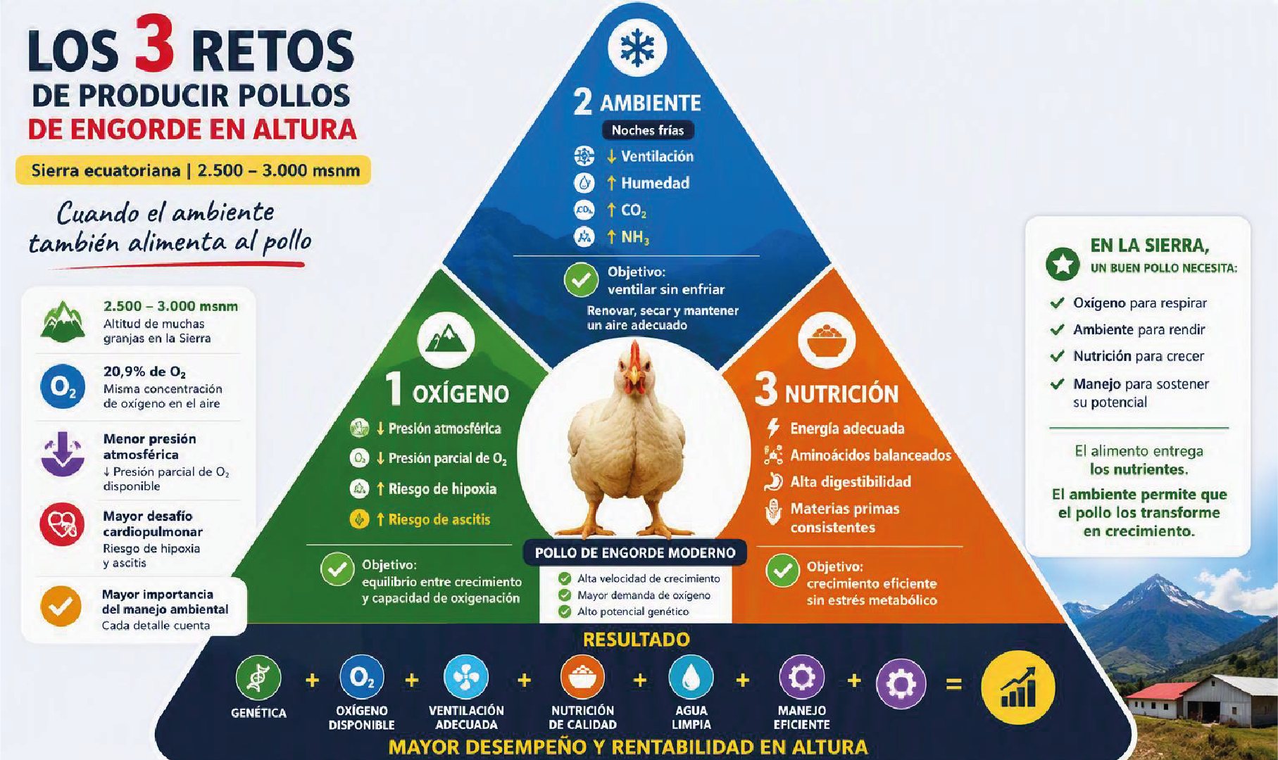 Los 3 retos de producir pollos de engorde en altura: oxígeno, ambiente y nutrición en la Sierra ecuatoriana a 2.500–3.000 msnm